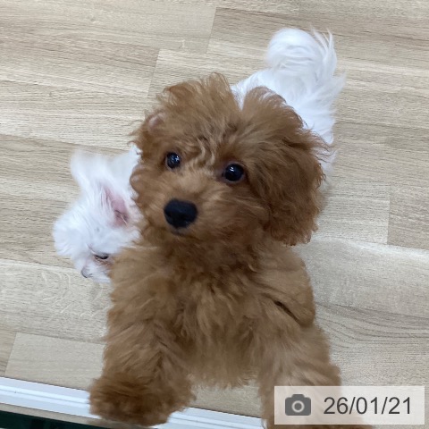 トイ・プードルの写真