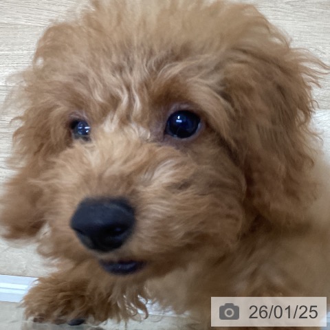 トイ・プードルの写真