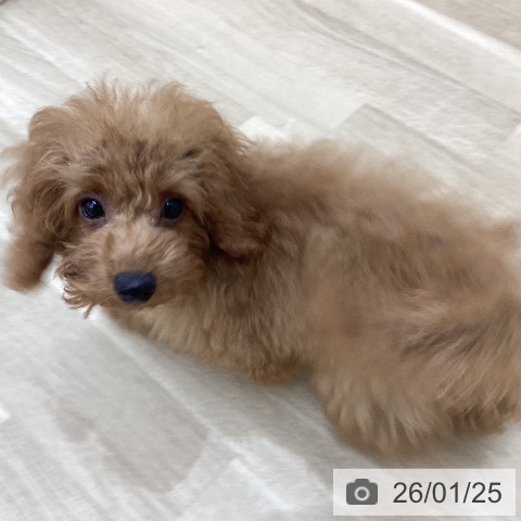 トイ・プードルの写真