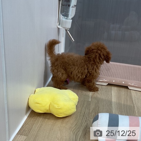 埼玉県のトイプードル(トイ) (ペットプラス ららぽーと新三郷店/2025年10月15日生まれ/男の子/レッド)の子犬の4枚目の画像