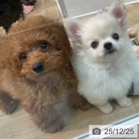 埼玉県のトイプードル(トイ) (ペットプラス ららぽーと新三郷店/2025年10月15日生まれ/男の子/レッド)の子犬の3枚目の画像