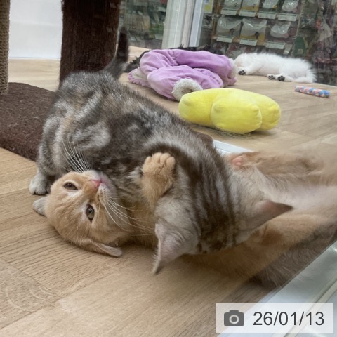 福島県のマンチカン (ペットプラス 福島店/2025年10月15日生まれ/男の子/クリームタビー)の子猫の4枚目の画像