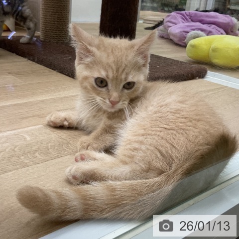 福島県のマンチカン (ペットプラス 福島店/2025年10月15日生まれ/男の子/クリームタビー)の子猫の3枚目の画像