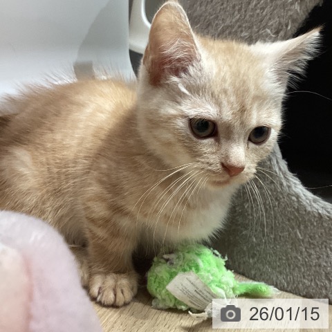 埼玉県のマンチカン (ペットプラス 与野店/2025年10月15日生まれ/男の子/クリームタビー)の子猫の3枚目の画像