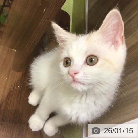 埼玉県のマンチカン (ペットプラス 八潮店/2025年10月10日生まれ/男の子/クリームタビーホワイト)の子猫の3枚目の画像