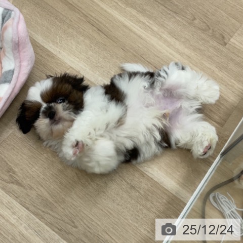 福島県のシーズー (ペットプラス 福島店/2025年10月17日生まれ/男の子/ゴールドホワイト)の子犬の4枚目の画像