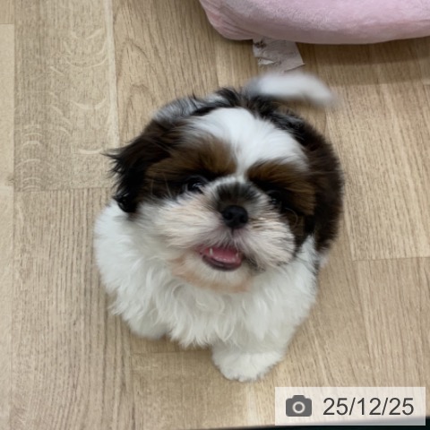 福島県のシーズー (ペットプラス 福島店/2025年10月17日生まれ/男の子/ゴールドホワイト)の子犬の3枚目の画像