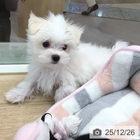 東京都のマルチーズ (ペットプラス 日の出店/2025年10月16日生まれ/男の子/ホワイト)の子犬の3枚目の画像