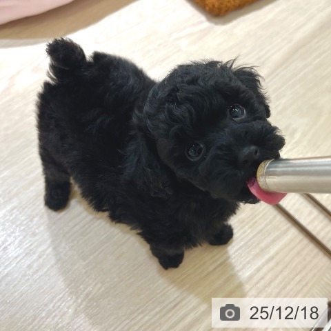 トイ・プードルの写真