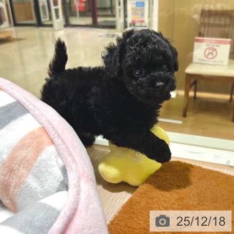 トイ・プードルの写真