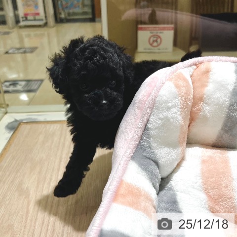 トイ・プードルの写真