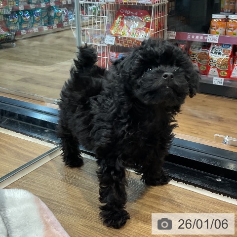 埼玉県のトイプードル(トイ) (ペッツワン 新座店/2025年10月18日生まれ/女の子/ブラック)の子犬の3枚目の画像