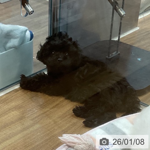 埼玉県のトイプードル(トイ) (ペッツワン 新座店/2025年10月18日生まれ/女の子/ブラック)の子犬の4枚目の画像