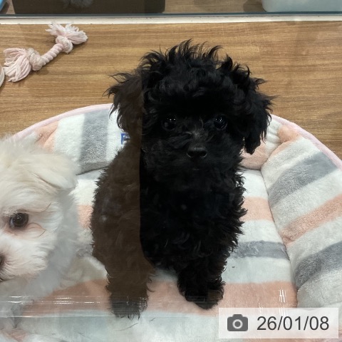 埼玉県のトイプードル(トイ) (ペッツワン 新座店/2025年10月18日生まれ/女の子/ブラック)の子犬の3枚目の画像