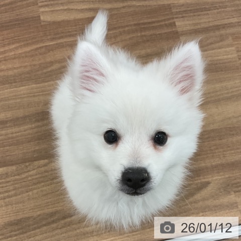 茨城県の日本スピッツ (ペッツワン 古河店/2025年10月15日生まれ/男の子/ホワイト)の子犬の3枚目の画像