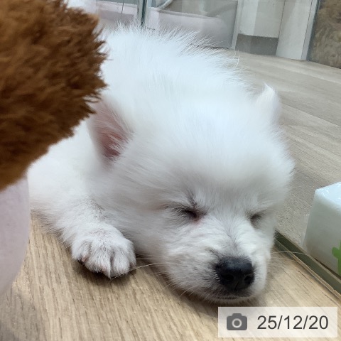 東京都の日本スピッツ (ペットプラス 日の出店/2025年10月15日生まれ/女の子/ホワイト)の子犬の4枚目の画像