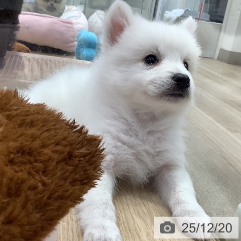 東京都の日本スピッツ (ペットプラス 日の出店/2025年10月15日生まれ/女の子/ホワイト)の子犬の3枚目の画像