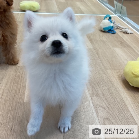 日本スピッツの写真