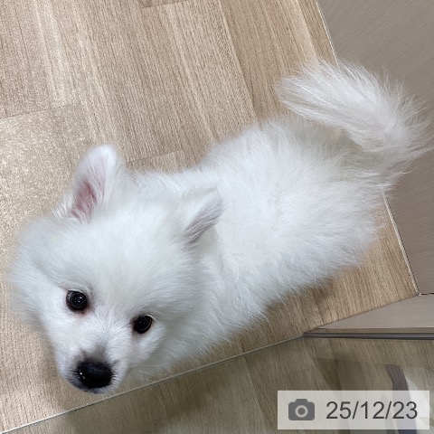 長野県の日本スピッツ (ペットプラス 須坂店/2025年10月14日生まれ/男の子/ホワイト)の子犬の4枚目の画像