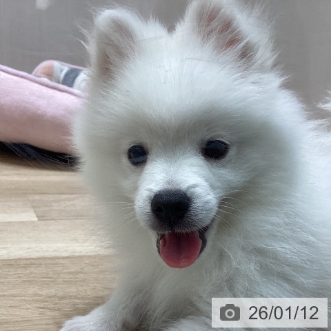 宮城県の日本スピッツ (ペットプラス 名取店/2025年10月14日生まれ/男の子/ホワイト)の子犬の4枚目の画像