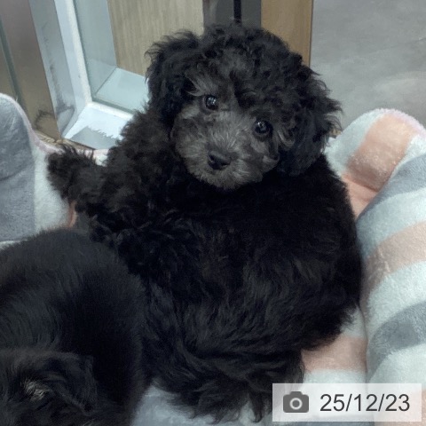 埼玉県のトイプードル(トイ) (ペットプラス 川口店/2025年10月17日生まれ/女の子/シルバー)の子犬の4枚目の画像