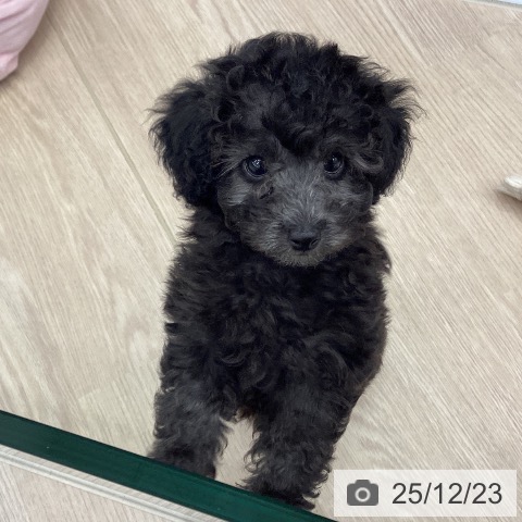 埼玉県のトイプードル(トイ) (ペットプラス 川口店/2025年10月17日生まれ/女の子/シルバー)の子犬の3枚目の画像