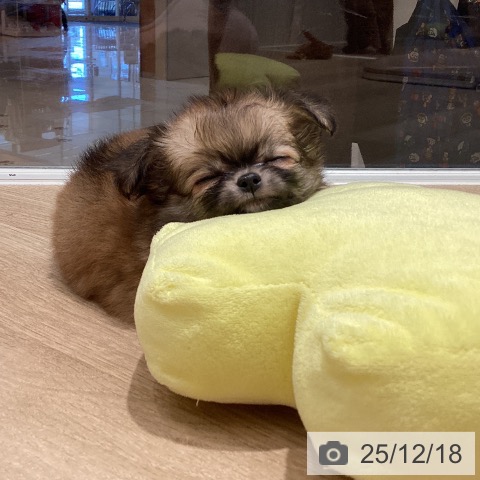 埼玉県のチワワ(ロング) (ペットプラス ピオニウォーク東松山店/2025年10月18日生まれ/女の子/レッドフォーンホワイト)の子犬の4枚目の画像