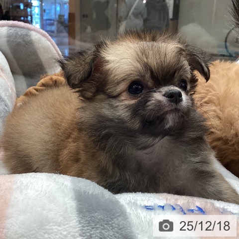 埼玉県のチワワ(ロング) (ペットプラス ピオニウォーク東松山店/2025年10月18日生まれ/女の子/レッドフォーンホワイト)の子犬の3枚目の画像