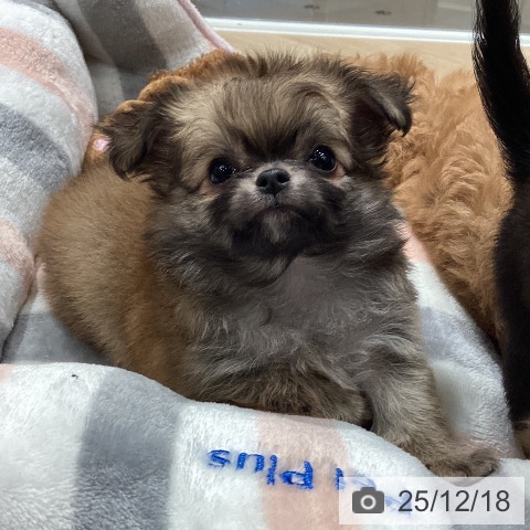 埼玉県のチワワ(ロング) (ペットプラス ピオニウォーク東松山店/2025年10月18日生まれ/女の子/レッドフォーンホワイト)の子犬の2枚目の画像