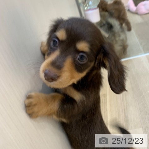 東京都のカニンヘンダックスフンド(ロング) (ペットプラス アクアシティお台場店/2025年10月13日生まれ/女の子/チョコレートタン)の子犬の4枚目の画像