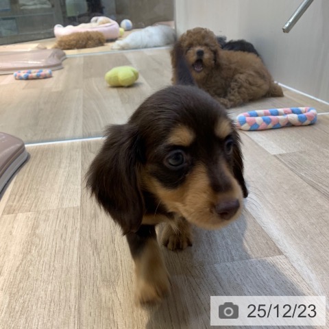 東京都のカニンヘンダックスフンド(ロング) (ペットプラス アクアシティお台場店/2025年10月13日生まれ/女の子/チョコレートタン)の子犬の3枚目の画像