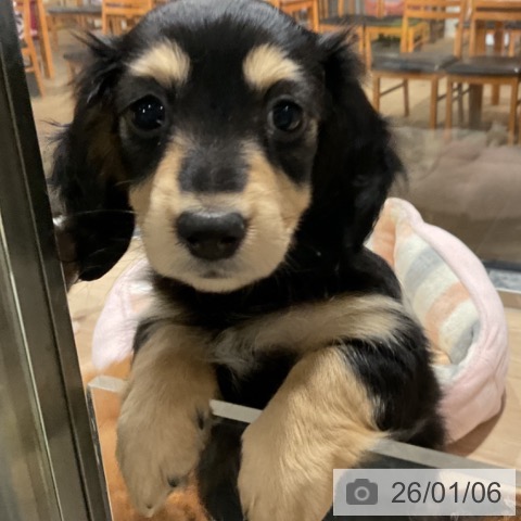 埼玉県のカニンヘンダックスフンド(ロング) (ペットプラス コクーンシティ店/2025年10月18日生まれ/女の子/ブラックイエロー)の子犬の4枚目の画像