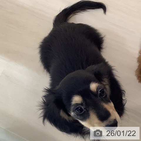 埼玉県のカニンヘンダックスフンド(ロング) (ペットプラス クレアモール川越店/2025年10月18日生まれ/女の子/ブラックイエロー)の子犬の4枚目の画像