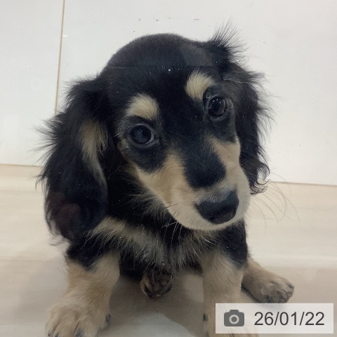 埼玉県のカニンヘンダックスフンド(ロング) (ペットプラス クレアモール川越店/2025年10月18日生まれ/女の子/ブラックイエロー)の子犬の3枚目の画像