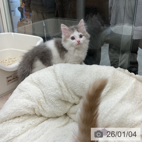 埼玉県のサイベリアン (ペットプラス 浦和美園店/2025年10月18日生まれ/男の子/ブルータビーホワイト)の子猫の4枚目の画像