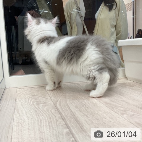 埼玉県のサイベリアン (ペットプラス 浦和美園店/2025年10月18日生まれ/男の子/ブルータビーホワイト)の子猫の3枚目の画像