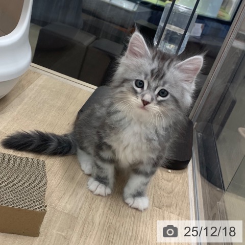 東京都のサイベリアン (ペットプラス アクアシティお台場店/2025年10月18日生まれ/男の子/シルバータビーホワイト)の子猫の3枚目の画像