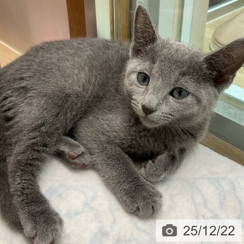 埼玉県のロシアンブルー (ペットプラス ららぽーと富士見店/2025年10月15日生まれ/男の子/ブルー)の子猫の4枚目の画像