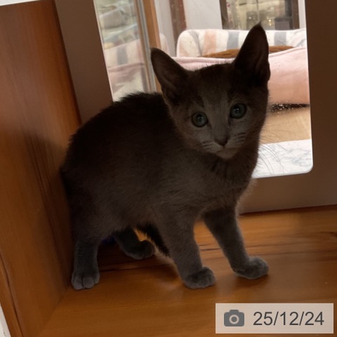 埼玉県のロシアンブルー (ペットプラス ららぽーと富士見店/2025年10月15日生まれ/男の子/ブルー)の子猫の3枚目の画像