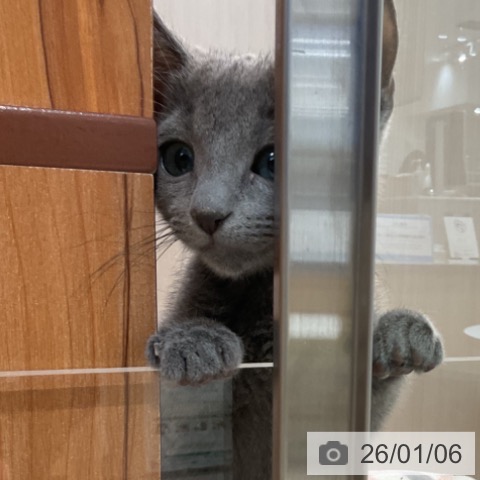 埼玉県のロシアンブルー (ペットプラス ららぽーと富士見店/2025年10月15日生まれ/男の子/ブルー)の子猫の3枚目の画像