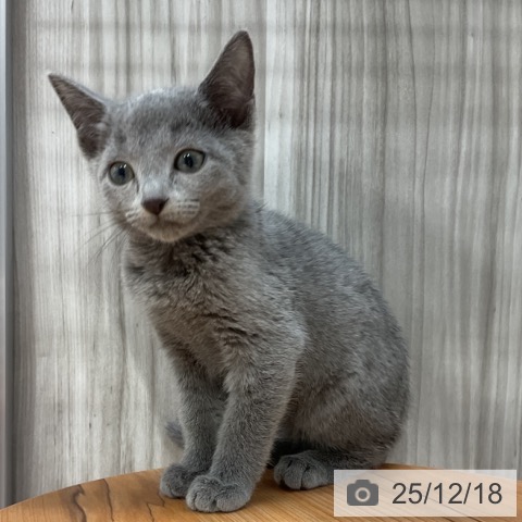 ロシアンブルーの写真