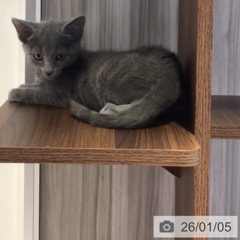 東京都のロシアンブルー (ペットプラス 多摩平の森店/2025年10月15日生まれ/男の子/ブルー)の子猫の3枚目の画像