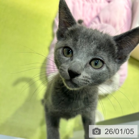 東京都のロシアンブルー (ペットプラス 多摩平の森店/2025年10月15日生まれ/男の子/ブルー)の子猫の3枚目の画像