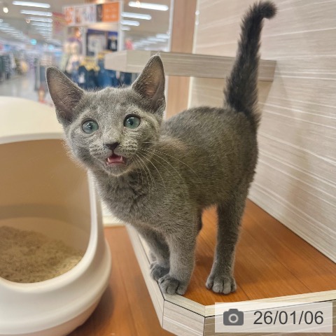 東京都のロシアンブルー (ペットプラス 板橋店/2025年10月15日生まれ/男の子/ブルー)の子猫の4枚目の画像