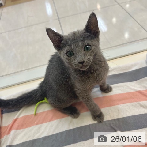 東京都のロシアンブルー (ペットプラス 板橋店/2025年10月15日生まれ/男の子/ブルー)の子猫の3枚目の画像