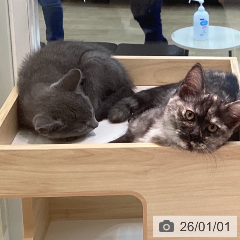 宮城県のロシアンブルー (ペットプラス 仙台泉大沢店/2025年10月15日生まれ/男の子/ブルー)の子猫の3枚目の画像