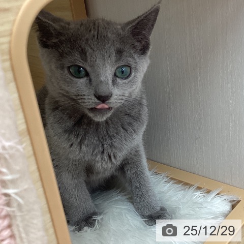 宮城県のロシアンブルー (ペットプラス 仙台上杉店/2025年10月15日生まれ/女の子/ブルー)の子猫の4枚目の画像