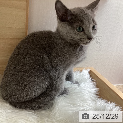 宮城県のロシアンブルー (ペットプラス 仙台上杉店/2025年10月15日生まれ/女の子/ブルー)の子猫の3枚目の画像