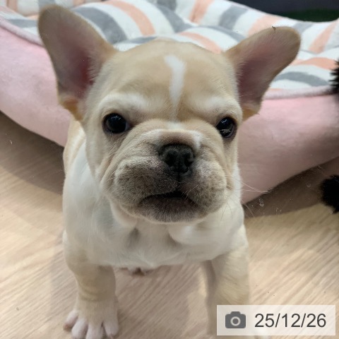 フレンチ・ブルドッグの写真