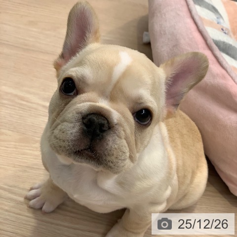 フレンチ・ブルドッグの写真
